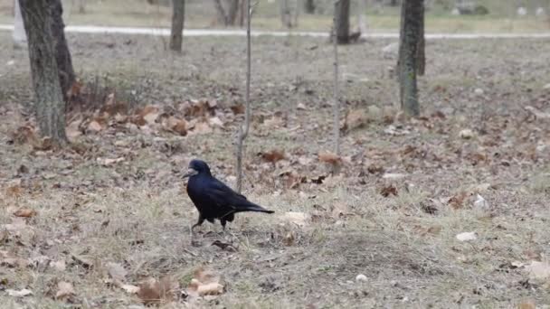 Siyah Bir Karga Çimenlerde Sarı Yapraklarla Küçük Bir Parkta Yürüyor — Stok video