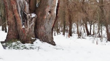 snowman in a clearing in the forest in the snow, front view.