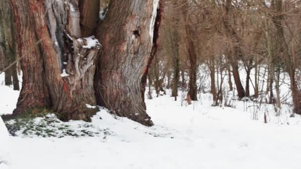 雪中の森の中の清掃中の雪だるまフロントビュー — ストック動画