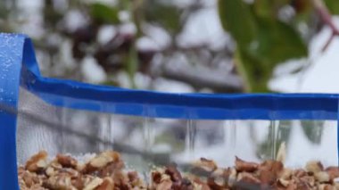  a tit quickly grabs a walnut from a homemade plastic feeder, close-up