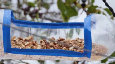a tit eats a large walnut from a homemade plastic feeder