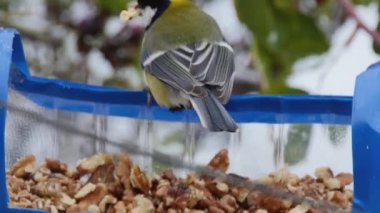 tits eat a walnut from a homemade feeder, macro