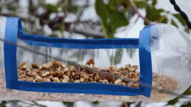 tits eat walnuts from a homemade feeder