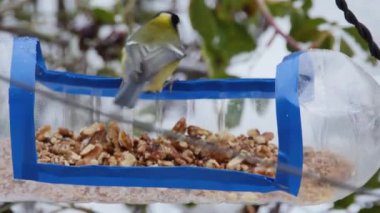 tits eating a walnut from a homemade feeder, close-up