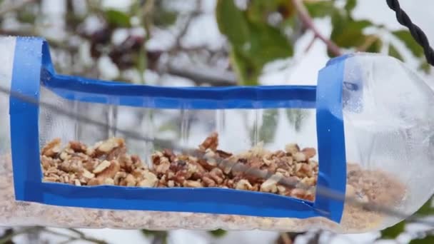 Tit Eats Walnut Homemade Plastic Feeder — Vídeo de stock