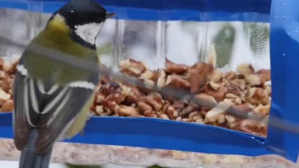 Tit Quickly Grabs Walnut Homemade Plastic Feeder Close Rear View — Stock Video