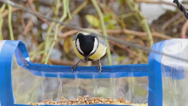 Funny Tit Sits Homemade Bird Feeder Plastic Bottle Picks Food — Vídeo de stock