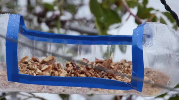 Titmouse Rapidamente Agarra Uma Noz Alimentador Plástico Caseiro — Vídeo de Stock