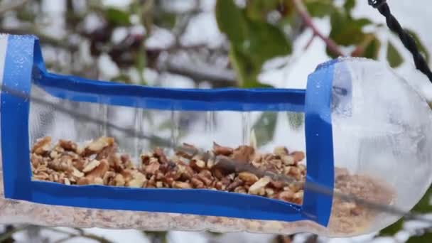 Titmouse Eats Large Walnut Homemade Plastic Feeder Rear View — Vídeo de stock