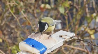  a very hungry tit eats a pork lard tied to a balcony, on a blurred background, front view.