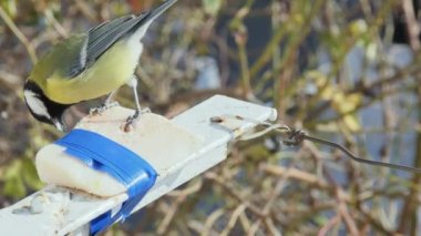 hungry titmouse with appetite eats pork lard, on a blurred background.