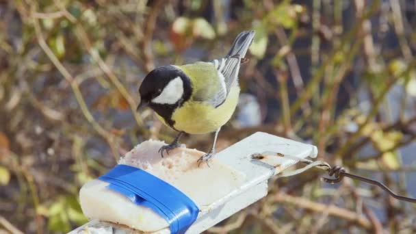 Very Hungry Titmouse Appetite Eats Tied Pork Lard Blurred Background — Stock Video