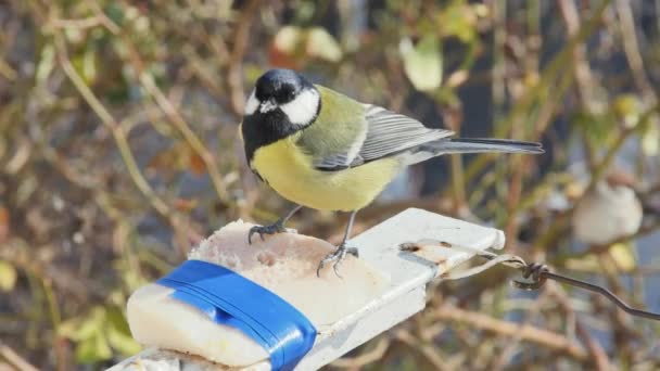 Very Hungry Titmouse Appetite Eats Pork Lard Blurred Background — Stock Video