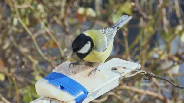 Very Hungry Titmouse Appetite Eats Pork Lard Blurred Background Front — 图库视频影像