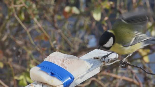 Hungry Bird Titmouse Pecks Fat Tied Electrical Tape Blurred Background — Video Stock