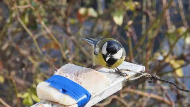 Hungry Bird Titmouse Pecks Fat Tied Electrical Tape Street Front — Stockvideo