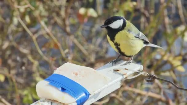 Hungry Titmouse Appetite Eats Pork Lard Blurred Background Front View — Stock Video