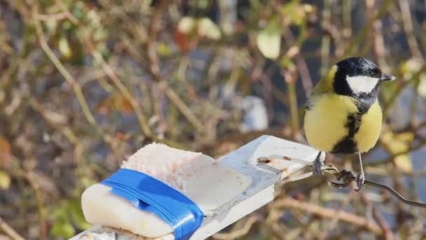Titmouse Eats Fat Blurred Background — Stock Video