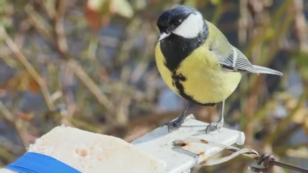 Hungry Titmouse Pecks Fat Flies Away Macro — Video