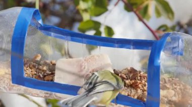 a hungry tit picks up a walnut from a homemade feeder, rear view