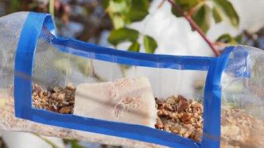 Titmouse picks up a walnut from a homemade hanging feeder.