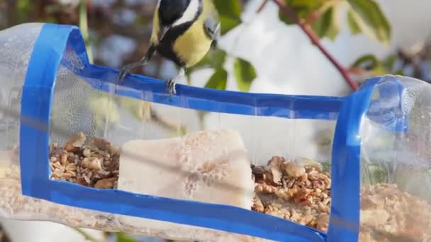 Hungry Tit Picks Walnut Homemade Feeder Front View — Stock video