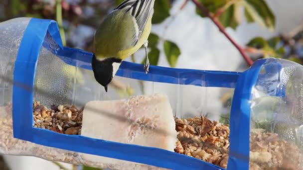 Hungry Tit Picks Walnut Homemade Hanging Feeder Front View — Stock video