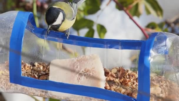 Titmouse Picks Walnut Homemade Hanging Feeder Front View — Stock Video