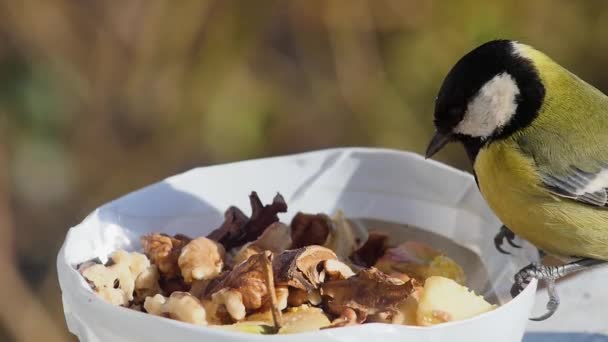 Hungry Tit Takes Walnut Flies Away Slow Motion Close — Stock video