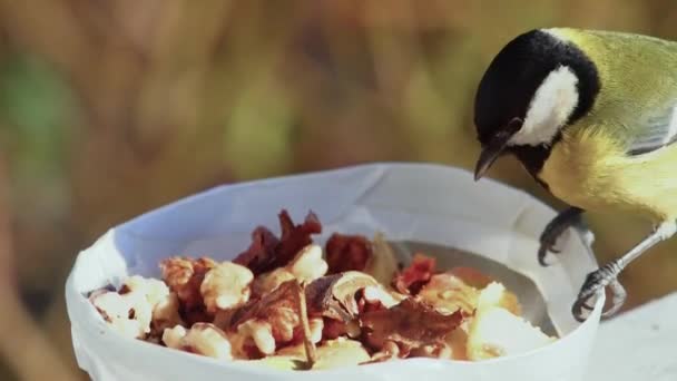 Hungry Tit Takes Walnut Flies Away Slow Motion — Vídeo de Stock