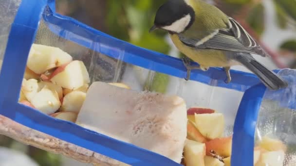 Hungry Tit Takes Walnut Feeder Flies Away — Vídeo de Stock