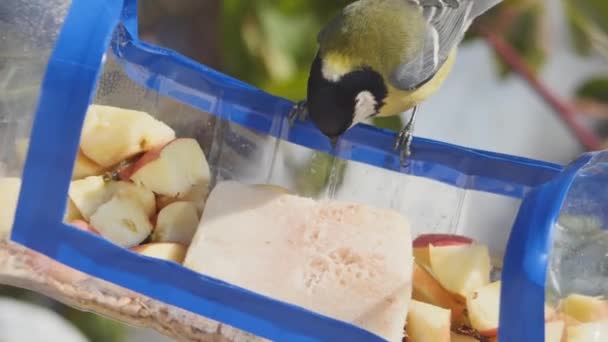 Titmouse Sits Swinging Homemade Feeder Takes Walnut Front View — Vídeo de Stock