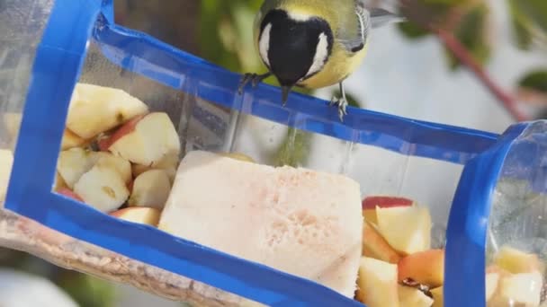 Titmouse Sits Swinging Homemade Feeder Pecks Apple Flies Away Rear — Vídeo de Stock