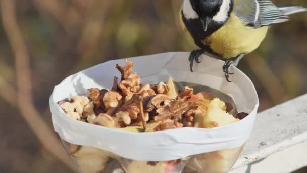 Hungry Tit Takes Piece Walnut Flies Away — Vídeo de Stock