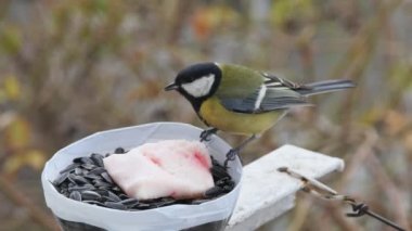 a hungry tit pecks at lard from a homemade feeder, on a blurred background.