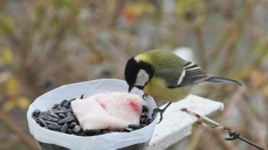 a hungry tit pecks at lard from a homemade feeder, side view.