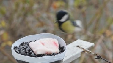 city tits peck at the sunflower seeds of the feeder and fly away, side view