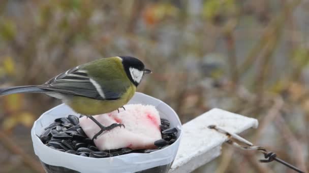 Hungry Tit Pecks Lard Homemade Feeder Blurred Background Front View — 图库视频影像