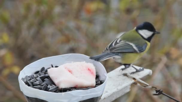 Tit Takes Sunflower Seed Feeder Sunflower Seeds — Stock Video