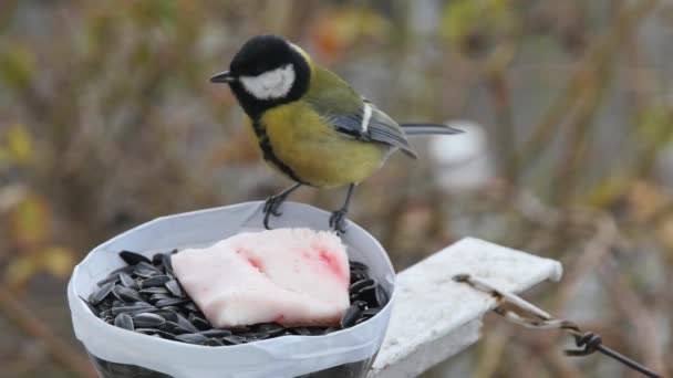 Hungry Tits Peck Lard Homemade Feeder Fly Away — Wideo stockowe