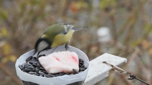 Noisy Tits Peck Sunflower Seeds Fly Away — Stock video