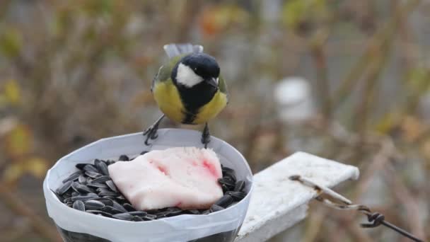 Tits Peck Lard Homemade Feeder Fly Away — 图库视频影像