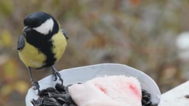 close-up of a funny tit pecking at a sunflower seed.