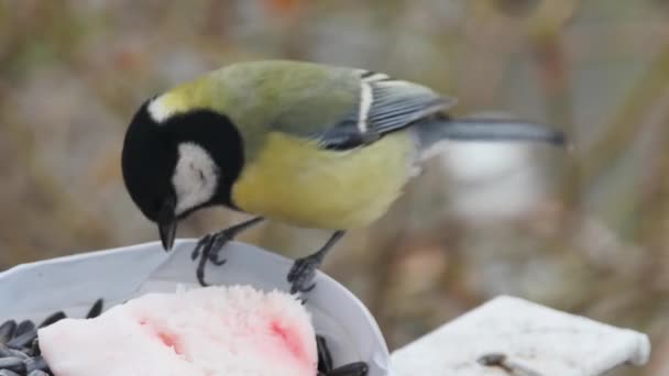 Close Funny Tit Taking Sunflower Seed Side View — Stock Video