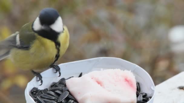 Close Tit Taking Sunflower Seed Front View — 图库视频影像