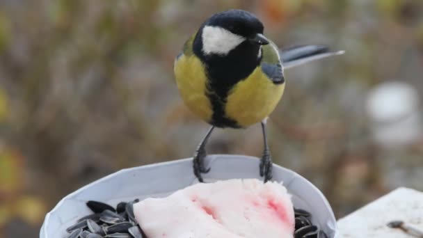 Close Side View Hungry Tit Pecking Lard — Stockvideo