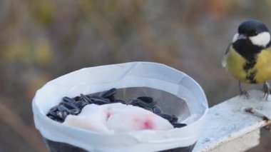 a tit flies to a homemade feeder, looks around and takes a sunflower seed.