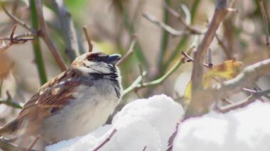 an ordinary sparrow chirps in the snow, between the branches of a tall rose.