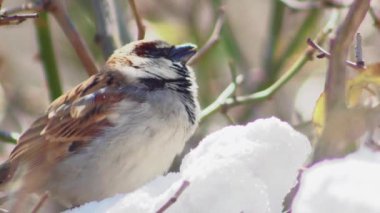 an ordinary sparrow chirps in the snow, between the branches of a tall rose, macro.