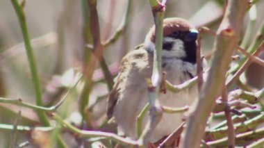 a common sparrow cleans its feathers between the branches of a tall rose, close-up.